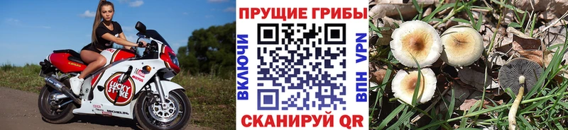 darknet клад  Бабушкин  Галлюциногенные грибы Cubensis  закладки  блэк спрут рабочий сайт 